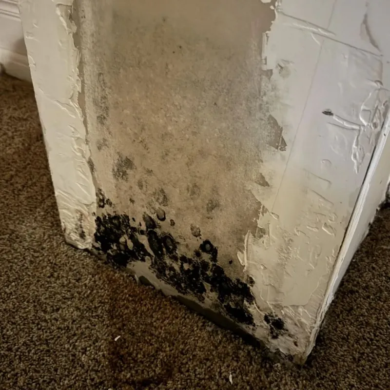 Professional Mold Removal in Greene County, NC